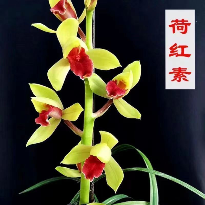 十大名贵兰花苗蕙兰【荷红素】基地直发室内外绿植花卉好养
