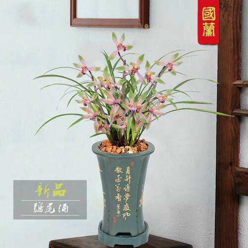 带花苞兰花苗新品细叶春寒【鸡尾酒】室内外花卉庭院盆栽绿植