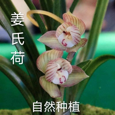 带花苞矮种兰花苗姜氏荷花卉大全