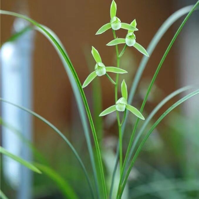 带花苞寒兰【天道素】老种室内素舌名品老种绿植浓香盆栽花卉大全