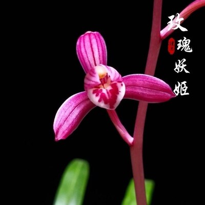 带花苞兰花浓香型【玫瑰妖姬】建兰名品色花阳台花卉大全阳台绿植
