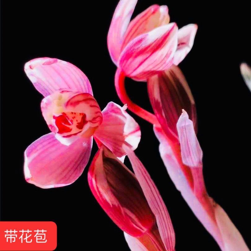 带花苞细叶春兰兰花苗红花网红【粉黛】阳台室内好养花卉盆栽绿植