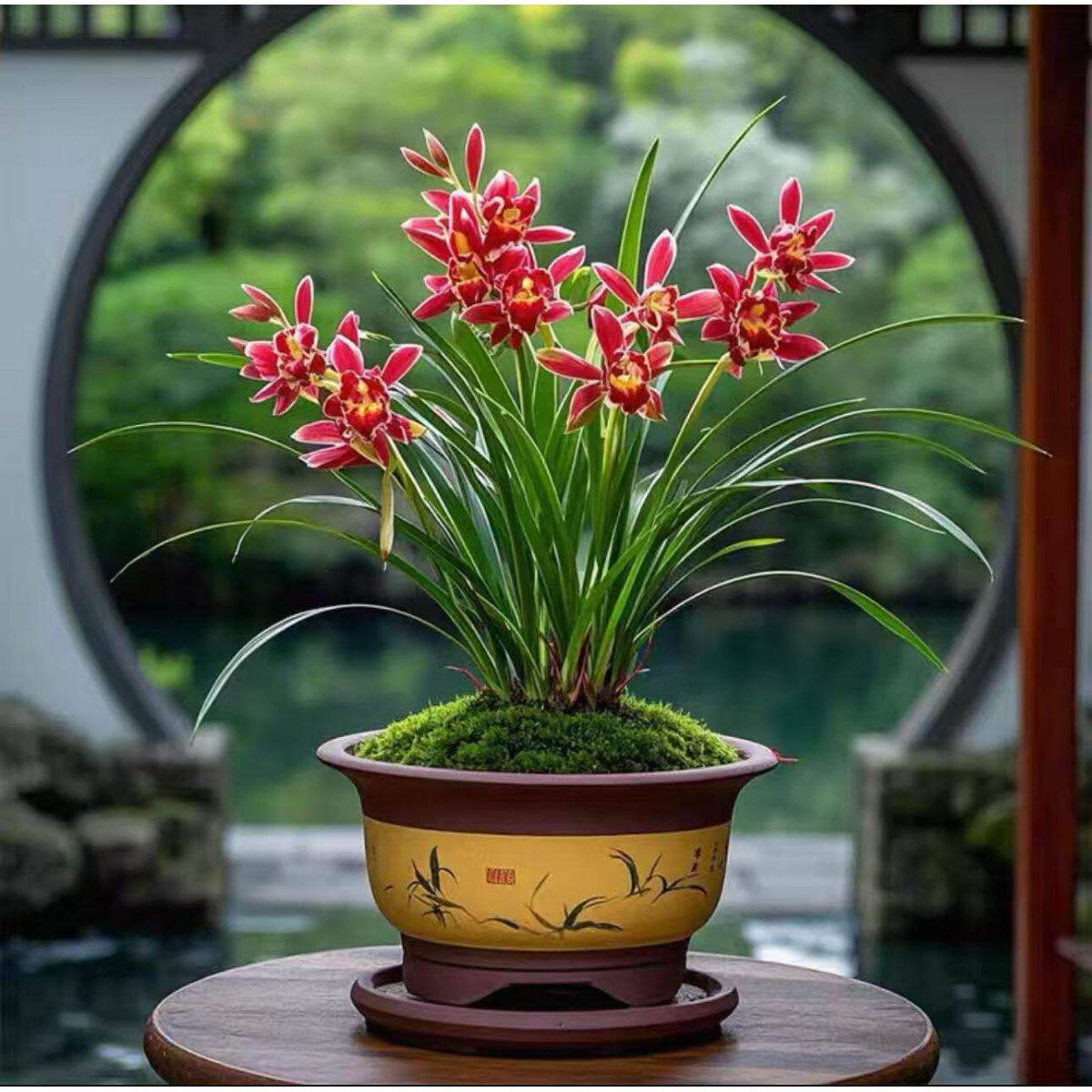 建兰浓香型兰花苗大花蕙兰【红美人】室内外常青花卉大全绿植盆栽