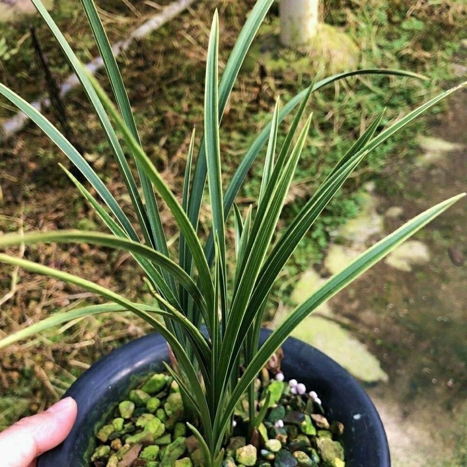 兰花苗  送春边艺老种金边线艺易养绿植阳台室内盆栽花卉送春兰花