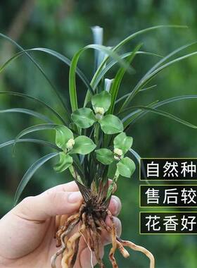 15-25花苞公分兰花浓香春兰花卉