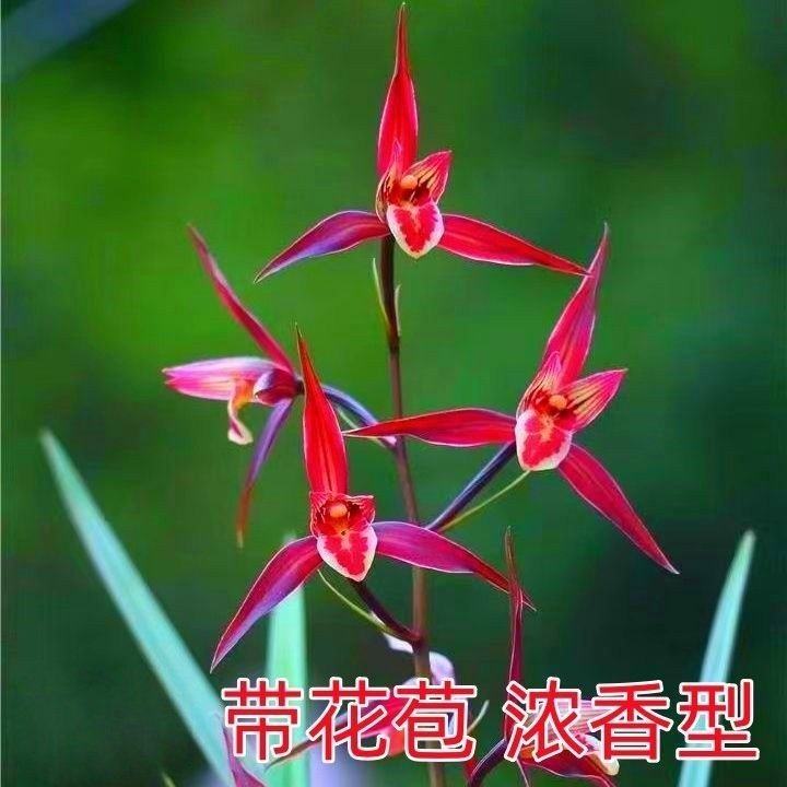 花苞名品兰花一串内外花卉大全带图片
