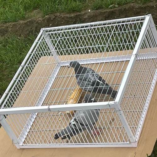 加密鸽子笼兔子小型笼动物自动撞笼有进无出鸽子神器专业鸽厂家