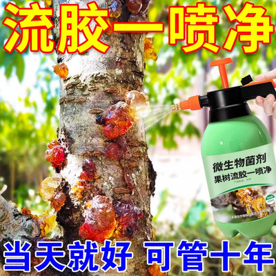 桃树流胶病专用药杏树特效药泥胶果树李子一喷净病治治树干净樱桃