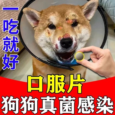 狗狗真菌感染口服药狗身上长癣脱毛皮炎耳朵发炎皮肤病狗藓专用药