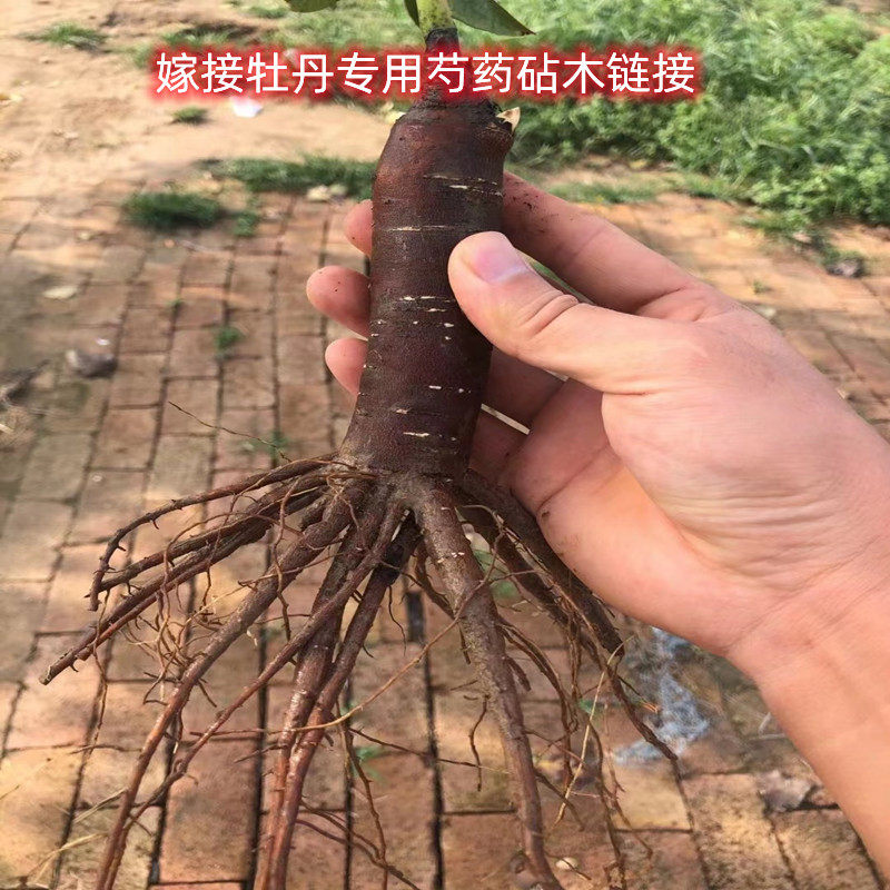 菏泽芍药牡丹接穗专用嫁接砧木嫁接底座芍药Q嫁接根庭院盆栽花卉