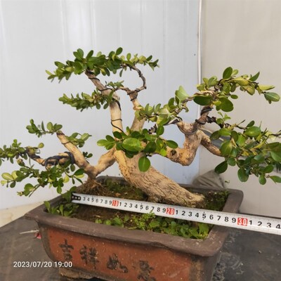 瓜子黄杨盆景老桩童子功老盆口邻水式过桥式四季常青X阳台庭院茶