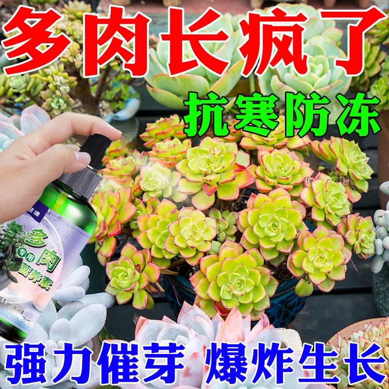 优芽素多肉专用营养液促生长催芽多头侧芽花卉植物V发芽矮胖素肥