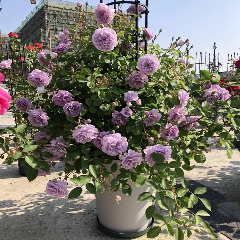 包邮垂吊蓝色阴雨爬藤月季花苗四季开花多头抗病R庭院灌木阳台盆