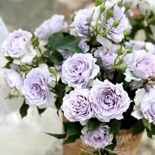 超新品霁色玫f瑰月季花苗蓝紫色耐寒耐热浓香抗病勤花庭院阳台植