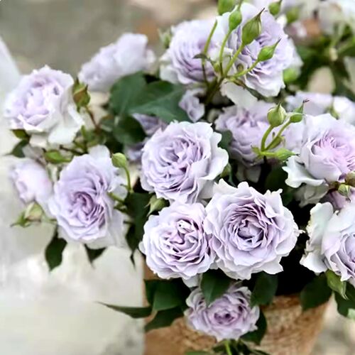 超新品霁色玫f瑰月季花苗蓝紫色耐寒耐热浓香抗病勤花庭院阳台植