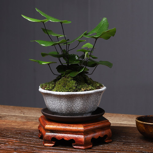 心愿蕨绿植室内盆栽好养线蕨x水培植物客厅办公室茶桌小盆景铁耐