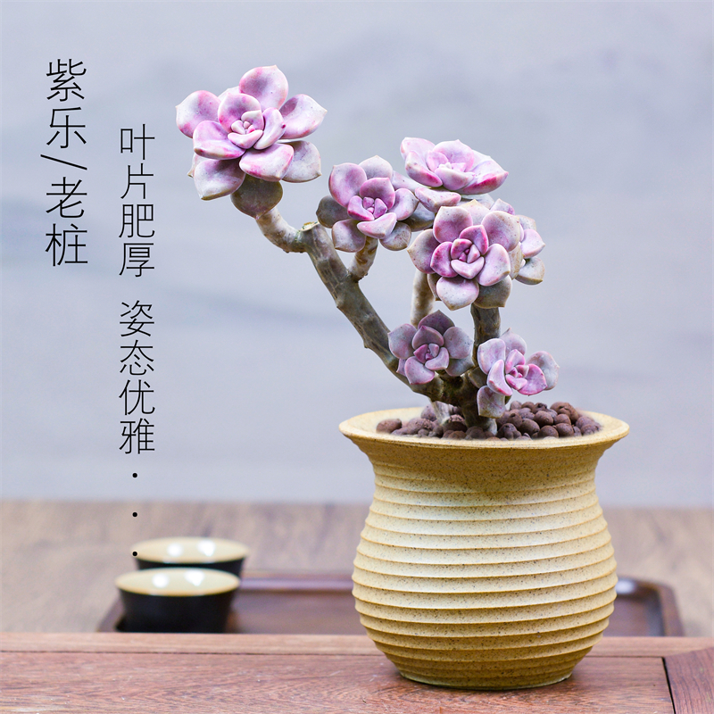 紫乐老桩多d肉植物悬崖桩多头肉肉花卉室内盆栽大株阳台大颗绿植