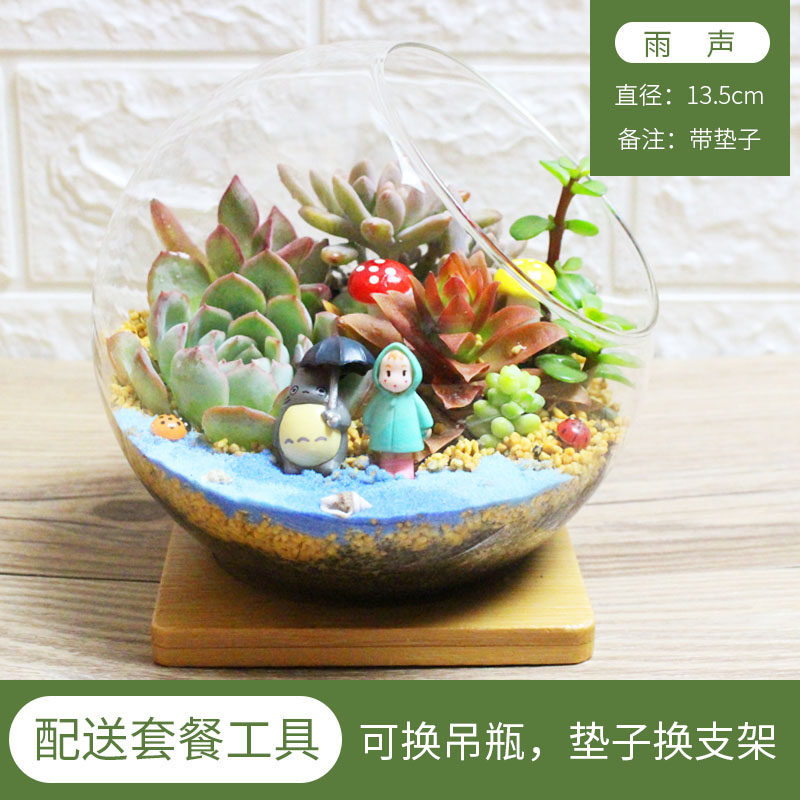 微景观 多肉植物组合 创意肉肉盆栽 DIY多肉S组合 玻璃瓶多肉