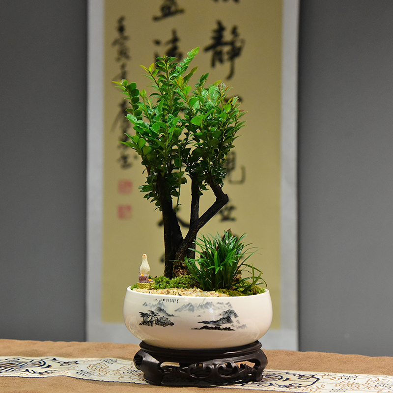 小叶黑骨茶紫檀盆栽植物室内客厅装饰摆件办公室好养绿植四季常青