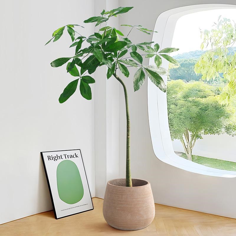 2024新款拱形发财树客厅盆栽室内办公室网红大颗植物原生老桩盆景