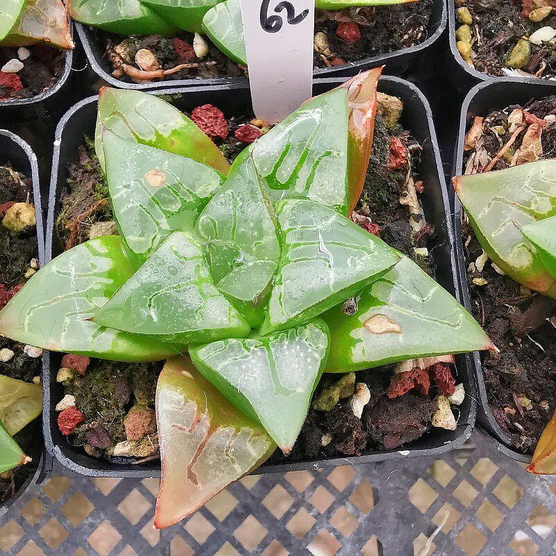 画皮寿品相佳根系好一物一拍带盆发货十二卷多肉植物6月19号更新