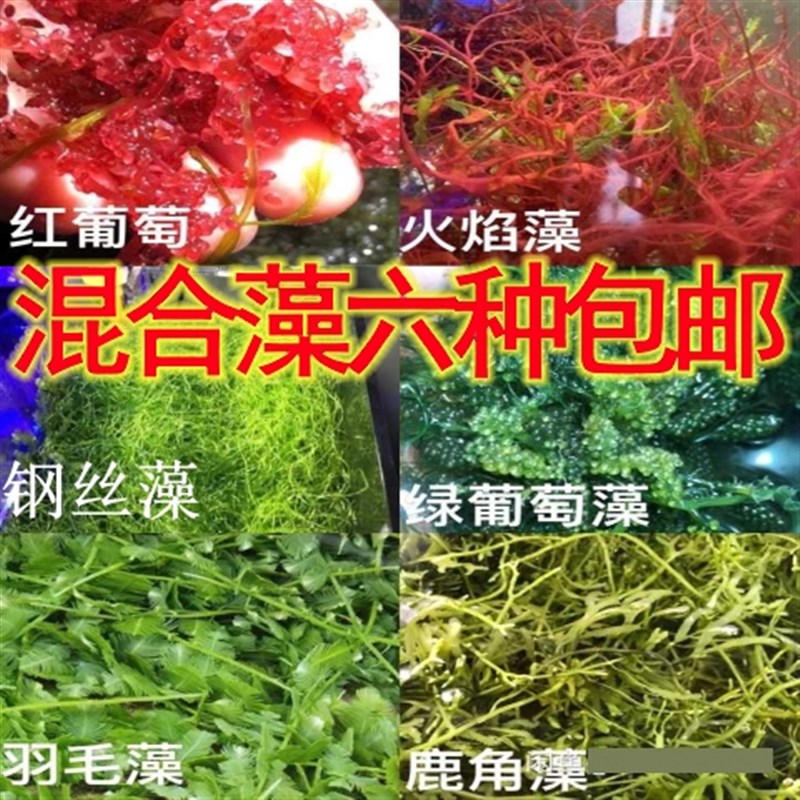 绿红葡萄藻钢丝藻鹿角火焰藻海水鱼缸造景海缸水草海草海藻活羽毛