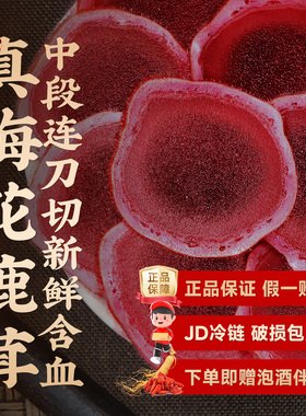 梅花鹿茸片新鲜带血连刀中段鲜片正品泡酒专用整根切片头茬煲汤