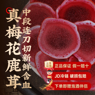 梅花鹿茸片新鲜带血连刀中段鲜片正品 泡酒专用整根切片头茬煲汤