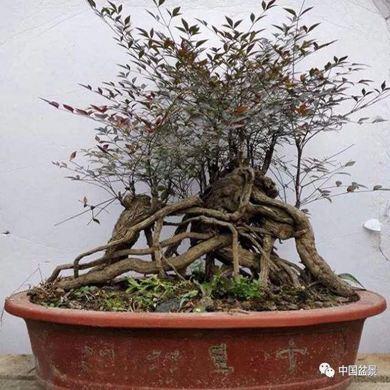 南天竹树苗绿化苗木庭院观果观叶植物南天竺火焰红天竹苗盆景盆栽
