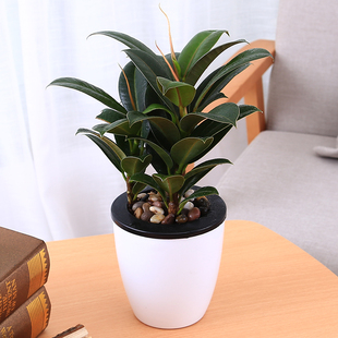 橡皮树黑金刚大盆栽客厅办公室内绿叶大叶四季常青型植物净化空气
