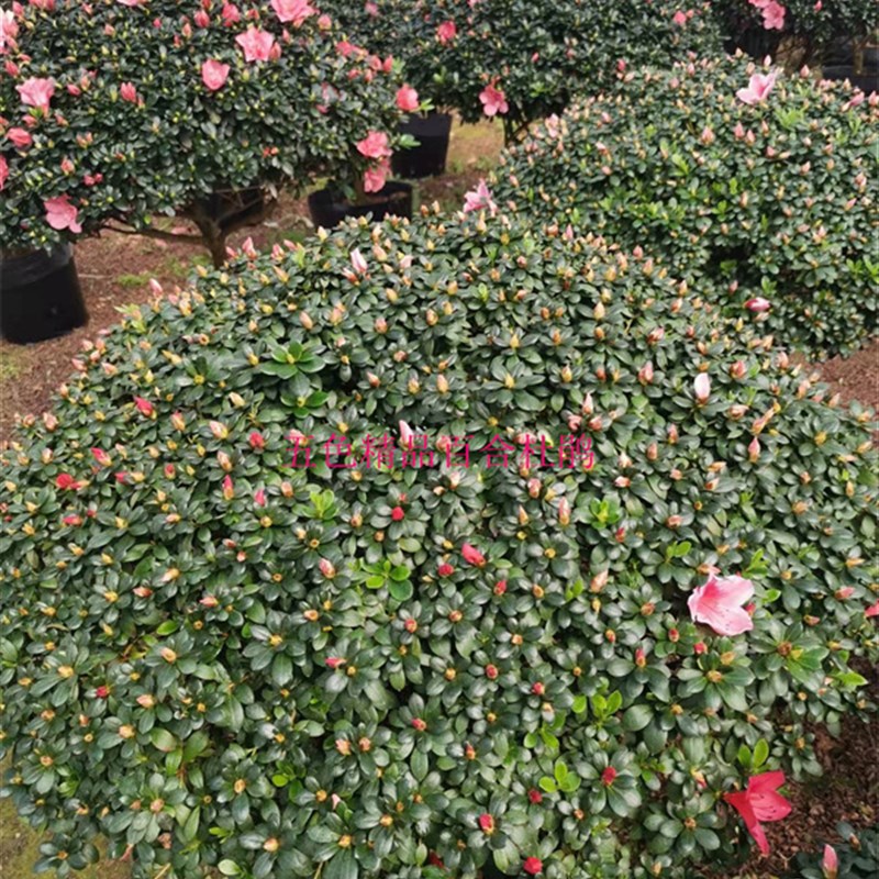 特大杜鹃爆盆百合盆栽庭院别墅绿植百合杜鹃精品原盆带土发货