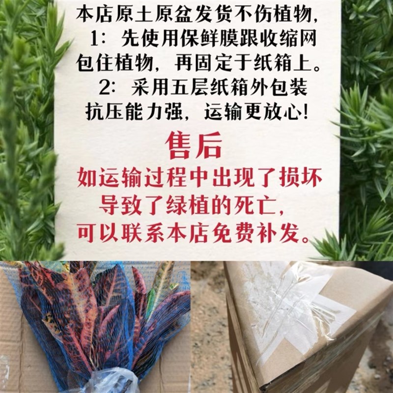 蒲葵盆栽大叶葵伞中大型庭院室内绿植净化空气去甲醛四季常青美观