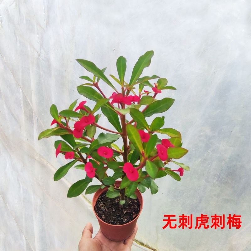 稀有新品种红小叶小花无刺虎刺梅盆栽阳台带花苞花苗四季花卉植物