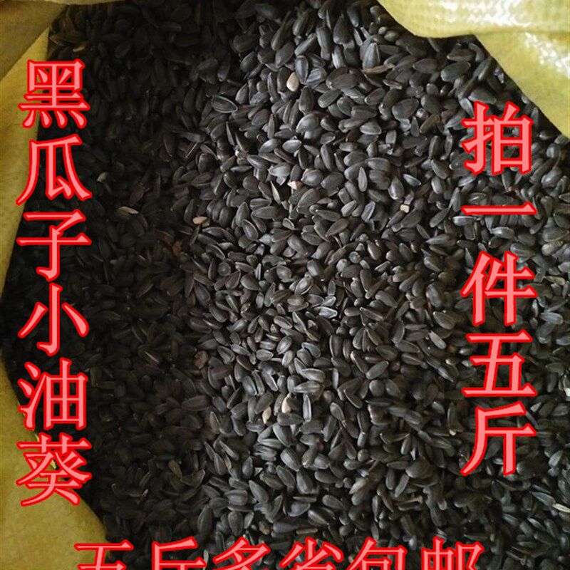 生黑珍珠小瓜子葵花子油葵籽 鹦鹉鸟食仓鼠零食鸟粮鸽粮5斤包邮