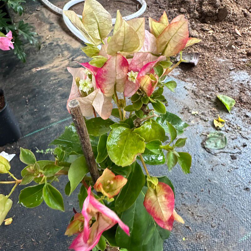 三角梅 金娆新叶带浅暗斑 5色花朵 前期花朵偏绿带黄转红最后白红