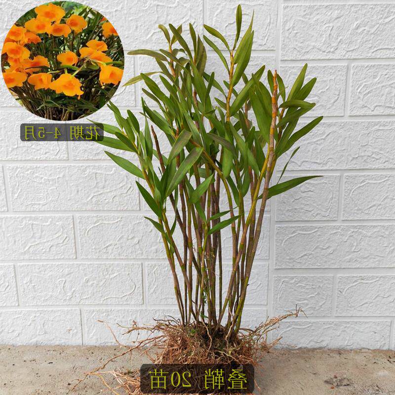 叠鞘石斛黄橙石斛木桩栽好裸根苗石斛兰夹江石斛苗盆栽石斛铁皮苗