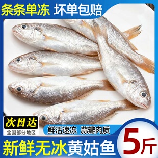 海捕小黄姑鱼黄花鱼黄唇鱼黄姑子黄铜鱼花蜮鱼黄三鱼小春子鱼顺丰