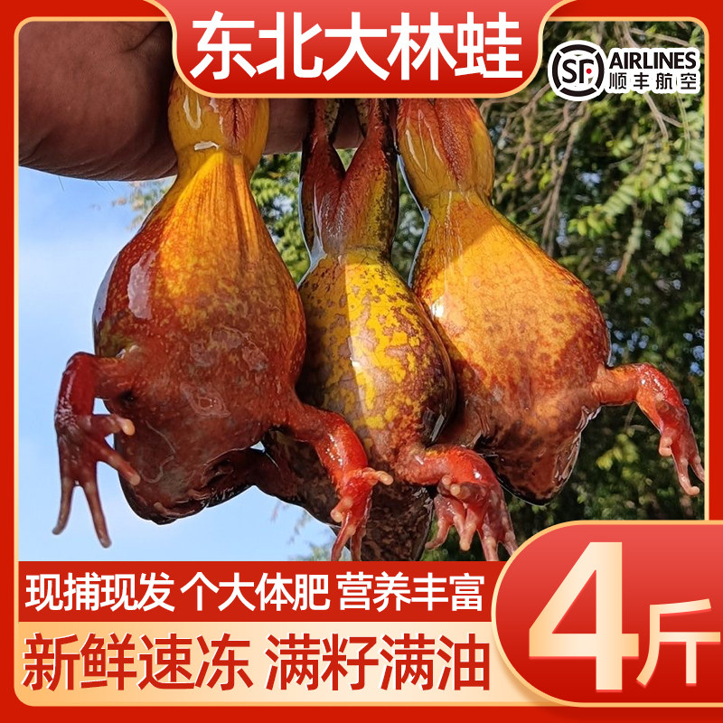 林蛙满籽满油鲜活速冻林蛙特大满籽林蛙冷冻公母蛤蟆东北冰鲜母豹