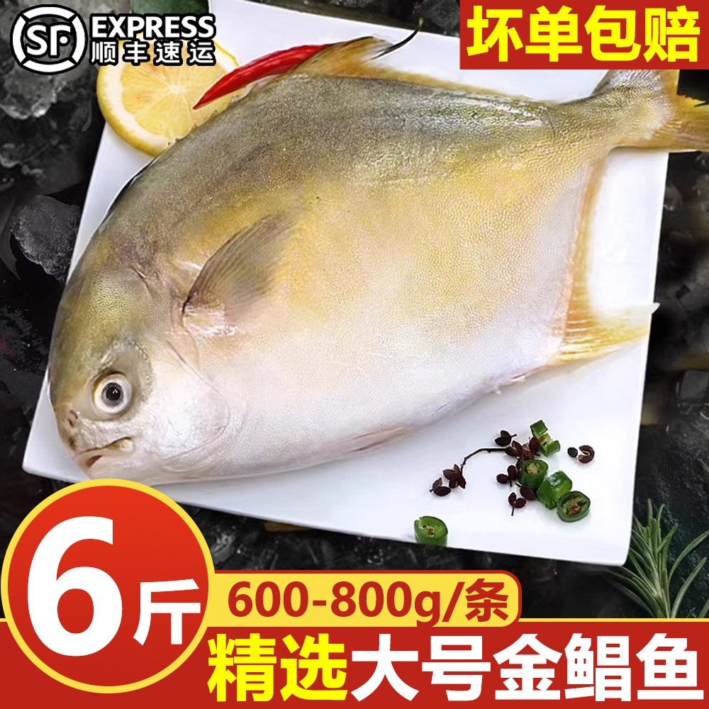 新货金鲳鱼新鲜镜鱼海鱼鲳鱼金昌鱼湛江海鲜水产鲜活冷冻顺丰包邮