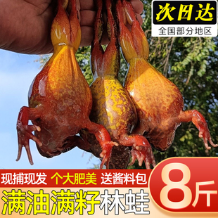 林蛙满籽满油鲜活速冻林蛙特大满籽林蛙冷冻公母蛤蟆东北冰鲜母豹