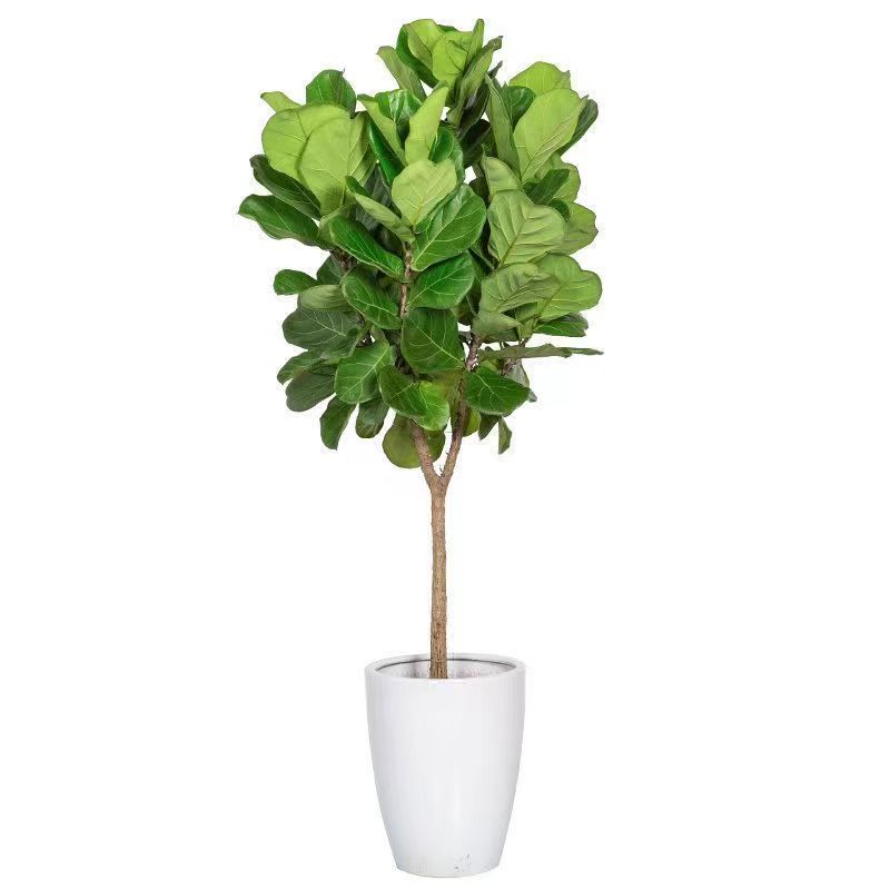 琴叶榕盆栽室内大型绿植客厅好养活植物除甲醛净S化空气办公室绿