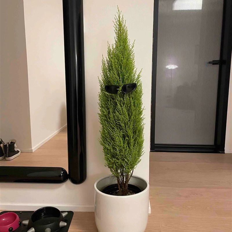 香冠柏香松龙柏圣诞树盆景客厅室内好养绿植庭院耐寒植.物四季常图片