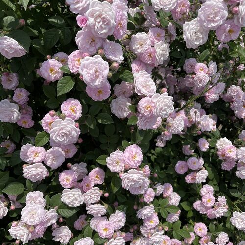 东北耐寒蔷f薇花当年开花爬藤 月季庭院种植月季花苗带盆发货