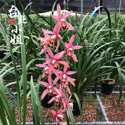 四季兰台北c小姐带花苞兰花苗草室内阳台喜阴浓香花卉盆栽绿植好