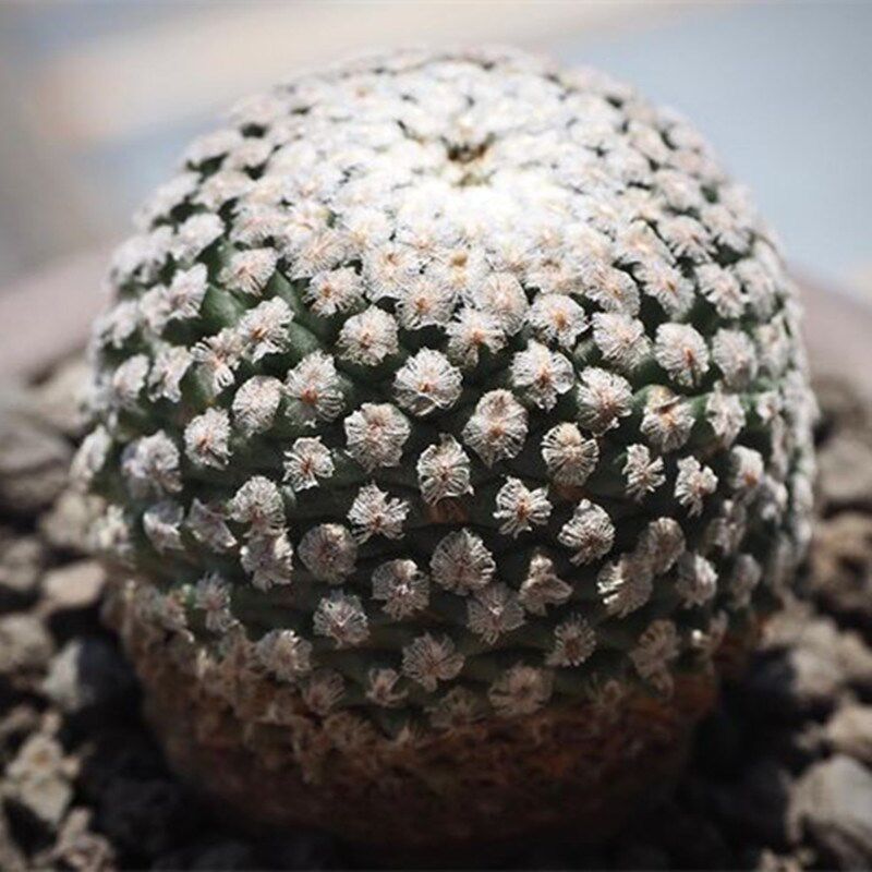 蔷薇丸室内开花自根仙o人球稀有品种娇丽玉属多肉植物盆栽桌面绿