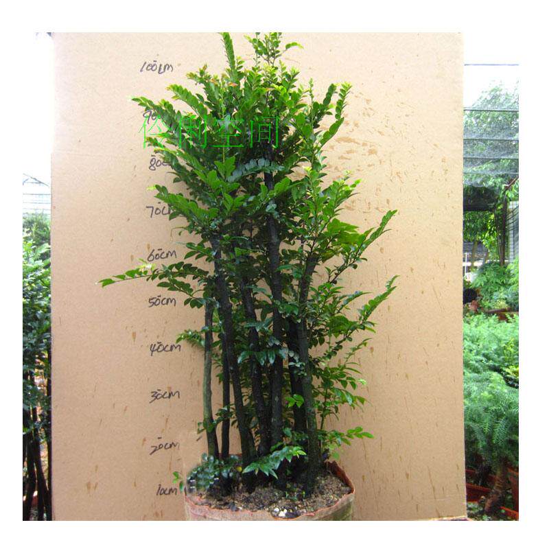 多桩丛林式小叶檀香紫p檀树桩盆景室内绿植植物盆栽黑骨茶 黑檀木