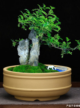 紫砂花盆透气圆形桌面绿植花卉y兰草多肉植物菖蒲盆景小叶紫檀包