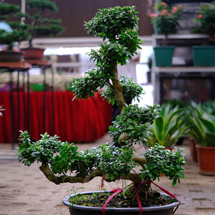 金叶子小叶榕树人参榕盆景8造型S型室内L外阳台庭院四季常青绿植