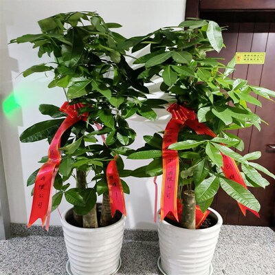 宁波发财树办公室家用送礼开业落地大型观叶净化空气Y盆栽同城配