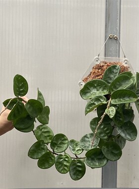 圆叶克林克球兰 克林顿球兰 四季开花不断X好养绿植花卉